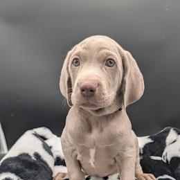 Doc Brown - Silver gray male Weimaraner puppy in Evart, Michigan from Drehbar Weimaraners