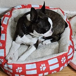 Cinnamon - Boston Terrier