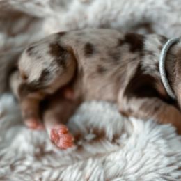 Accordion - Aussiedoodle puppy in Chattanooga, Tennessee from Remedy Ridge Aussiedoodles
