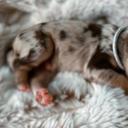 Accordion - Aussiedoodle puppy in Chattanooga, Tennessee from Remedy Ridge Aussiedoodles