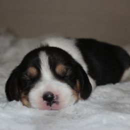 Braxton - Black tan and white male Beagle puppy in Morrill, Kansas from Kelle Beagles