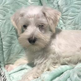 Miniature Schnauzers from Sugar Kookie Schnauzers