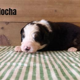 Mocha - Black tri-color male Australian Shepherd puppy in Kearney, Nebraska from Helix Aussies