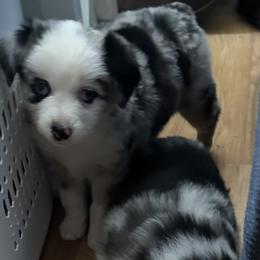 Miniature American Shepherd Puppies from Bond’s MAS