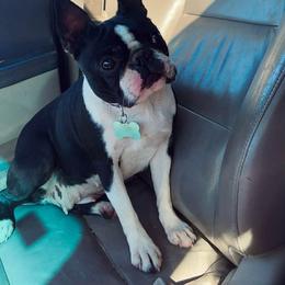 Edith - Boston Terrier