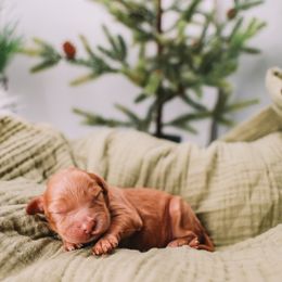 Girl 1 - female Cavapoo puppy in Mckinney, Texas from Doodles of North Tx