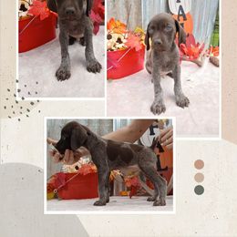 Boy 3 - Liver roan male German Shorthaired Pointer puppy in Laporte, Minnesota from Northern Odyssey Gun Dogs