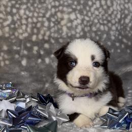 Purple color - Panda female German Shepherd puppy in Marion, Ohio from Legacy K9’s