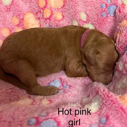 Hot pink - Red  female Goldendoodle puppy in Indianapolis, Indiana from ZuGolden Retrievers & Doodles