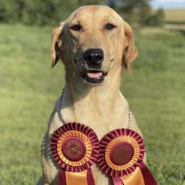 Wilma - Labrador Retriever
