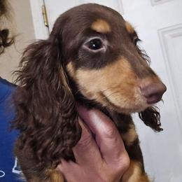 Simone's boy - Chocolate and tan male Dachshund puppy in Lyle, Washington from Wines Wienery