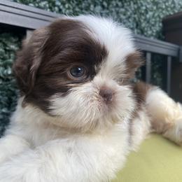 Boy 2 - Liver and white male Shih Tzu puppy in Troy, Michigan from "Shihtzu Best Friend"