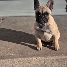 Jade - Fawn female French Bulldog puppy in Billings, Missouri from Azaleas Euro Boxers & Boston Terriers