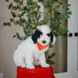 Seagrass (Green) - Black and white male Sheepadoodle puppy in Oak Hills, California from High Desert Doodles