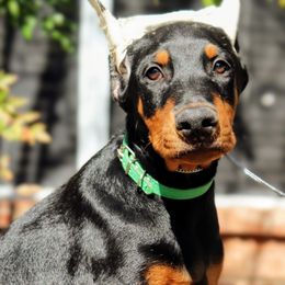 Green Collar - Black and rust male Doberman Pinscher puppy in Houston, Texas from Tycho's Dobermans