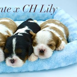 Cavalier King Charles Spaniel Puppies from Goddens Cavaliers
