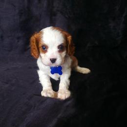 Chip - Blenheim male Cavalier King Charles Spaniel puppy in Pennsylvania from Julie's Cavalier King Charles Spaniels
