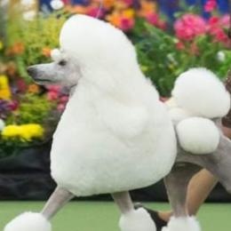 Poodles from Apex Poodles