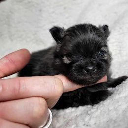 Pomeranian Puppies from JaElle Pomeranians