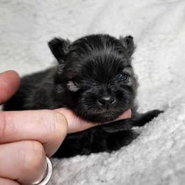 Pomeranian Puppies from JaElle Pomeranians