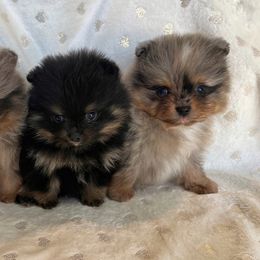 Pomeranian Puppies from Hill Country Poms