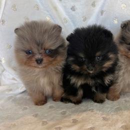 Pomeranian Puppies from Hill Country Poms