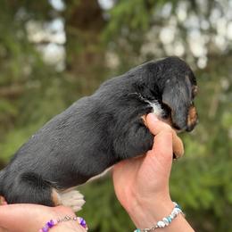 Female 1 - Black brown and white female Basset Hound puppy in Lindley, New York from Hill Top Basset Hounds & Cane Corso