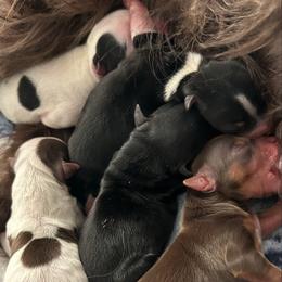 New family to name - Parti male Yorkshire Terrier puppy in Virginia Beach, Virginia from Mary's Precious Yorkies