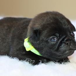 Jenni - Black female Pug puppy in Winnsboro, Texas from Southern pugs