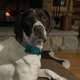 Kimber - German Shorthaired Pointer