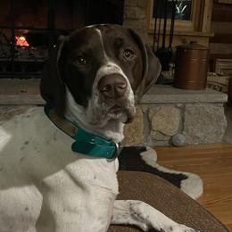 Kimber - German Shorthaired Pointer