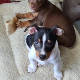 Teddy Roosevelt Terrier Puppies from Travelin' Man Terriers