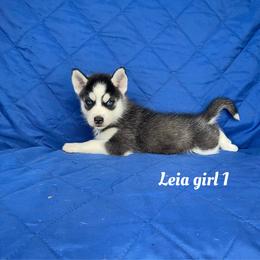 Leia girl 1 - Black and white female Siberian Husky puppy in Ocala, Florida from Florida Husky Puppies