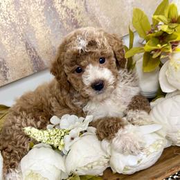 George - Red  male Goldendoodle puppy in Sheridan, Arkansas from Arkie Doodles