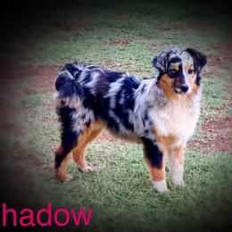 Shadow - Miniature Australian Shepherd