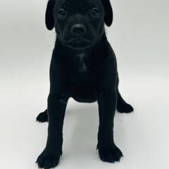 Oscar - Black male Xoloitzcuintli puppy in West Jordan, Utah from Majestic Nakids