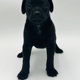 Oscar - Black male Xoloitzcuintli puppy in West Jordan, Utah from Majestic Nakids