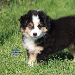 Rowan - blue eyes - Black tri male Miniature American Shepherd puppy in Hillsdale, Michigan from Faithwalk Aussies and Mini American Shepherds