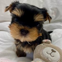 Chanel - Blue and gold female Yorkshire Terrier puppy in Seattle, Washington from 🎀 Yorkies Boutique Babydolls 🎀