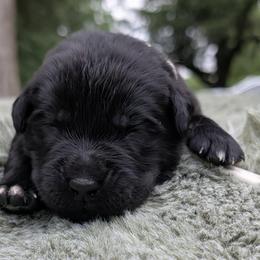 White - Black male Newfoundland puppy in Independence, Missouri from K & L Ranch