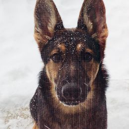 German Shepherd Puppies from Persevere Kennels