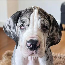 Blue Collar Male - Merle male Great Dane puppy in Northeast, Pennsylvania from Bluestone Valley Great Danes