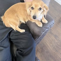 Dachshund puppies from The Holloway Dachshunds