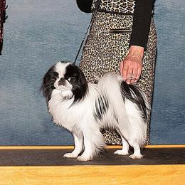 Ole - Japanese Chin
