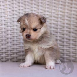 Golden - Merle female Pomsky puppy in Sumter, South Carolina from Emerald Skies Pomskies