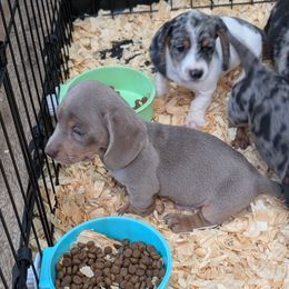 Isabella and tan - Fawn (isabella) and tan male Dachshund puppy in Spring Hope, North Carolina from Hogan’s Lowrider Hounds