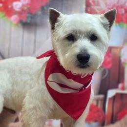 Conrad - West Highland White Terrier
