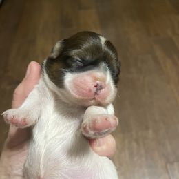 Shih Tzu Puppies from Myers Country Pups