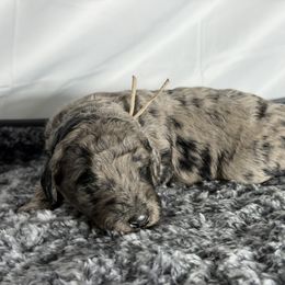 Crystal - Merle female Goldendoodle puppy in Windsor, Colorado from Front Range Family Doodles