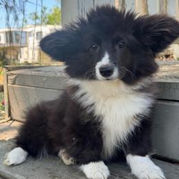 Shady  (fluffy) - Black and white female American Corgi puppy in East Oakdale, California from Rhettro Kennels